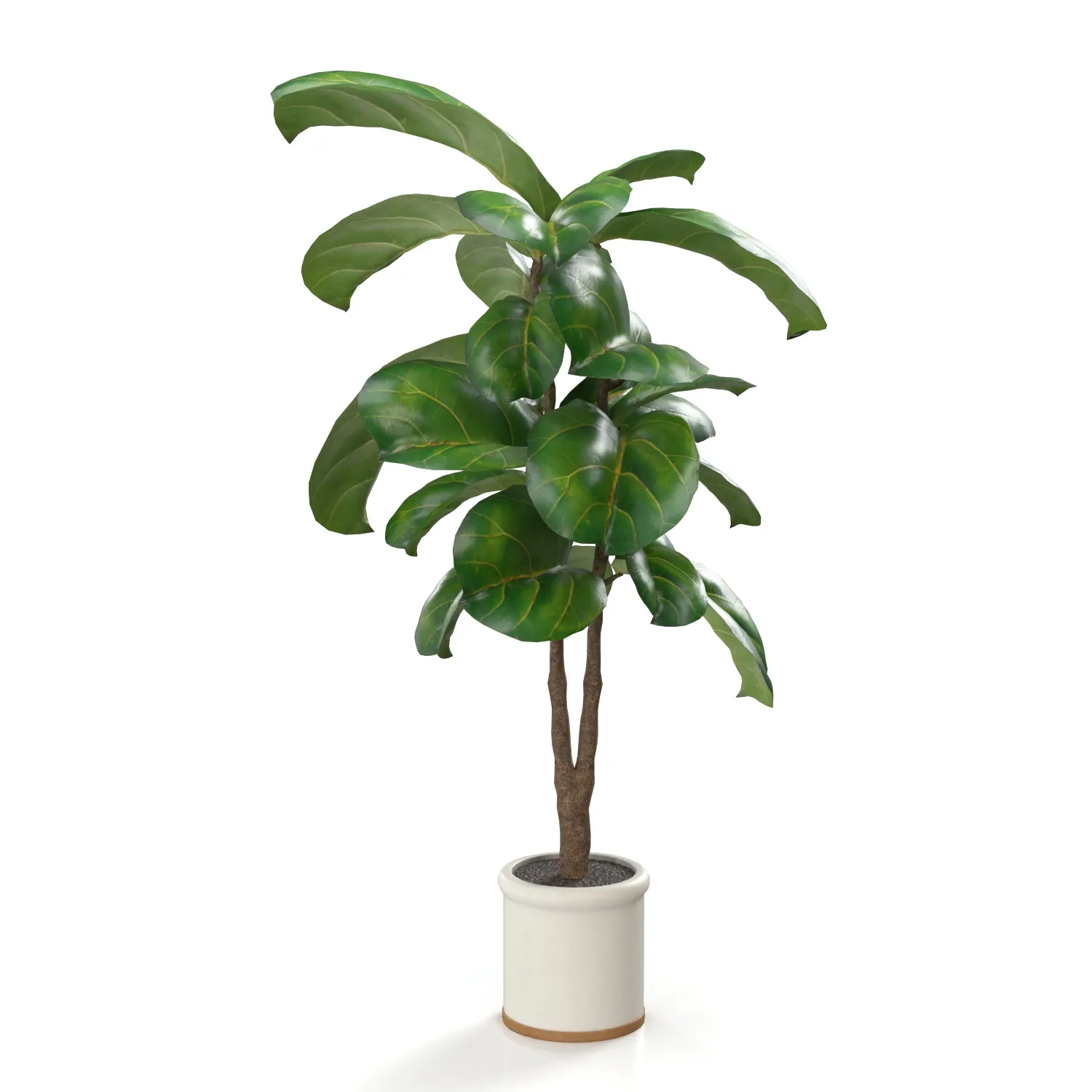 Fiddle Leaf Artificial Tree In White Ceramic Planter PBR 3D Model_03