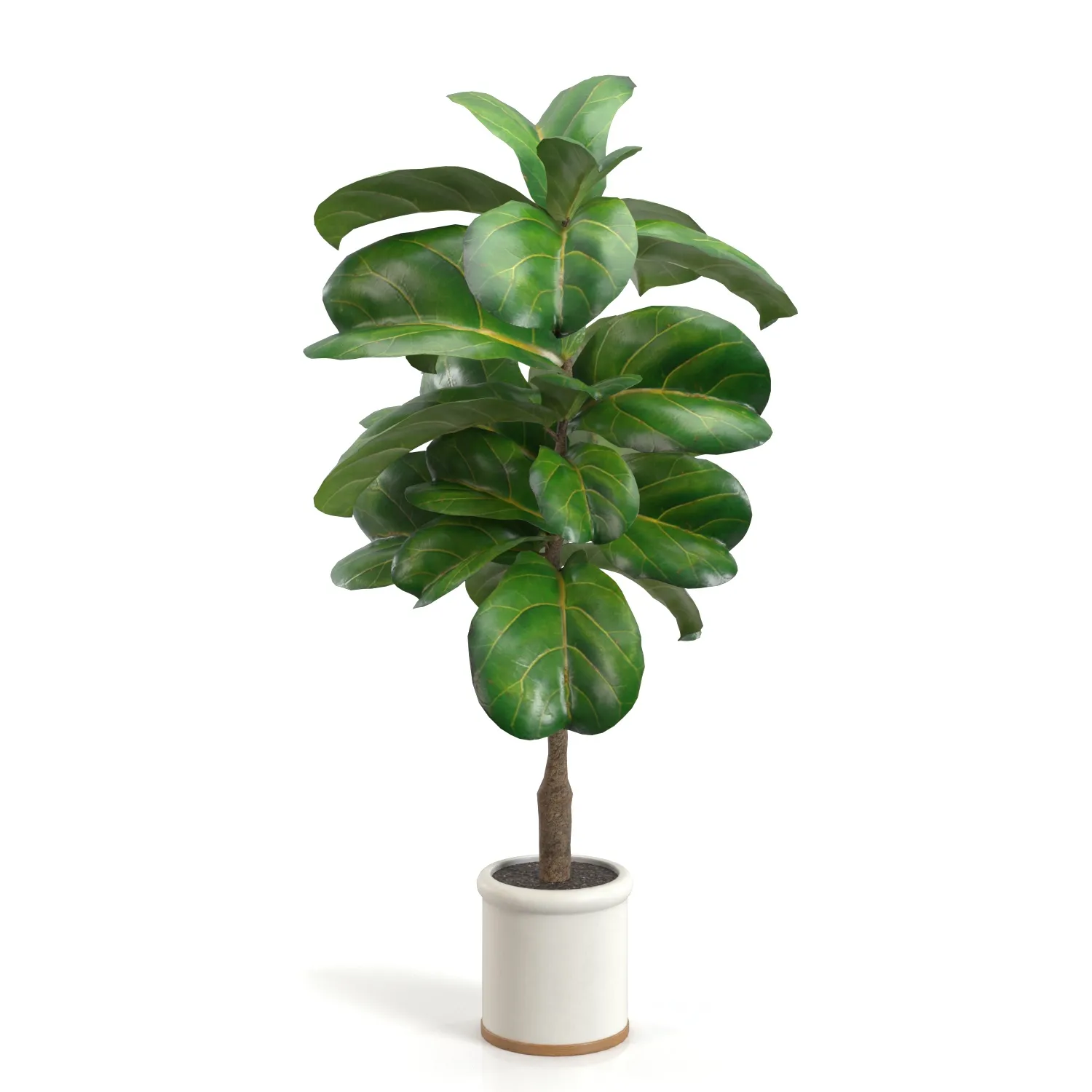 Fiddle Leaf Artificial Tree In White Ceramic Planter PBR 3D Model_01