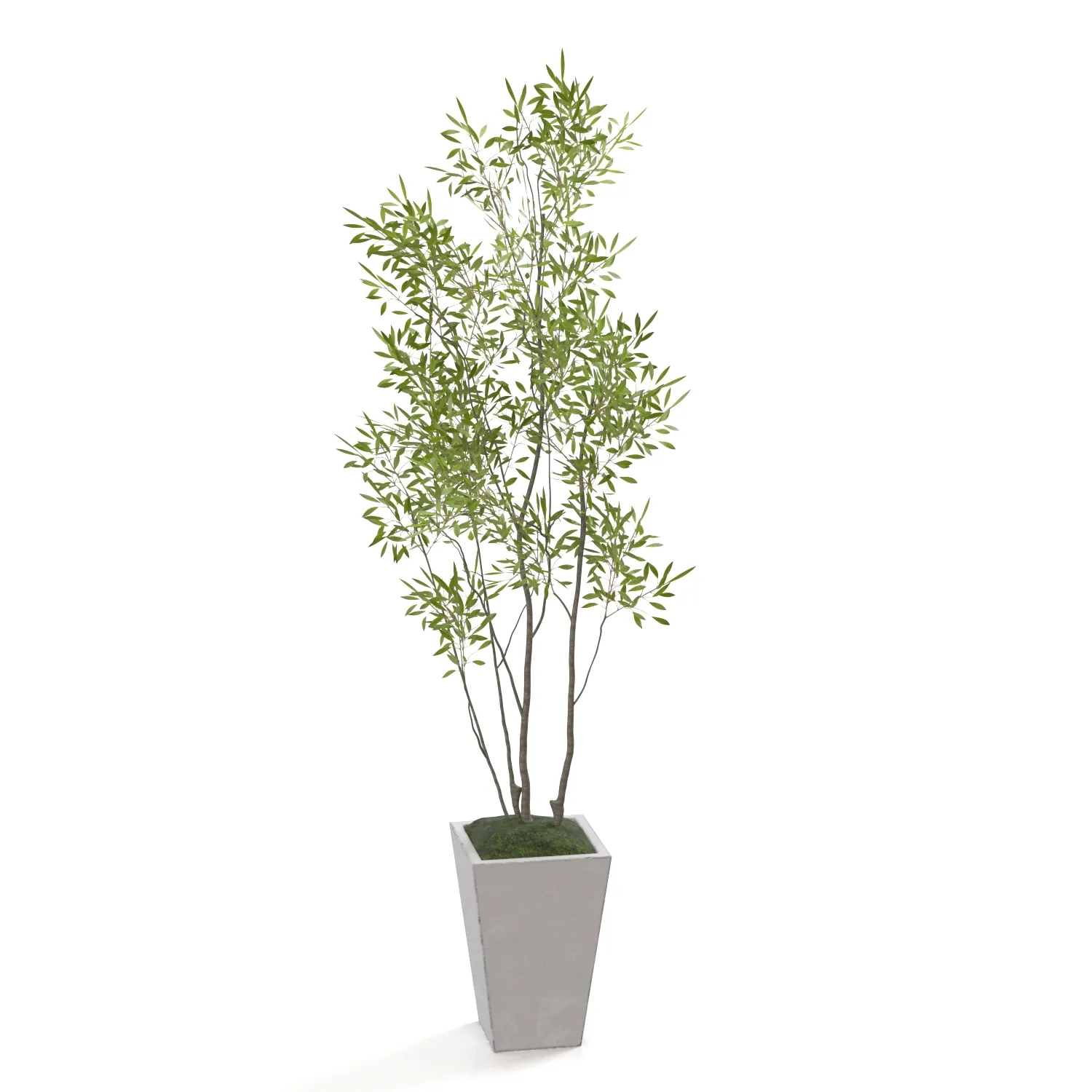 Amur Decorative Plant PBR 3D Model_04