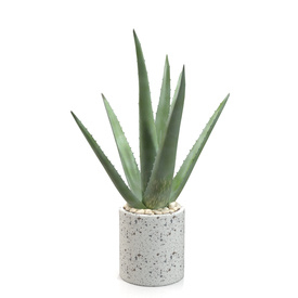 Healthy Aloe Vera Plant In Ceramic Vase PBR 3D Model